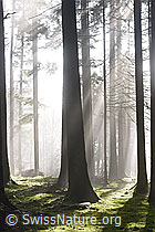 F290073: Nebel und Lichtstrahlen im Wald