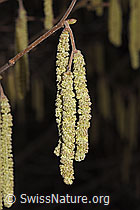 Gemeine Hasel (Corylus avellana) (22.02.2025, F290396)