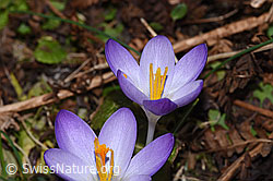 Frühlings-Krokus (Crocus albiflorus) (F290416)