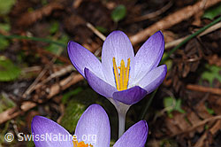 Frühlings-Krokus (Crocus albiflorus) (F290418)