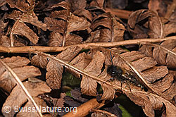 Zweifarbige Sandbiene (Andrena bicolor) (F290424)