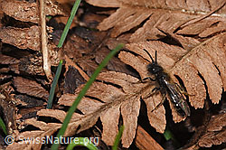 Zweifarbige Sandbiene (Andrena bicolor) (F290426)