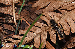 Zweifarbige Sandbiene (Andrena bicolor) (F290427)