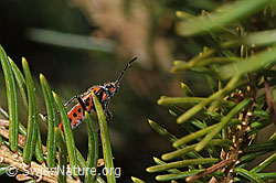 Corizus hyoscyami (F290442)