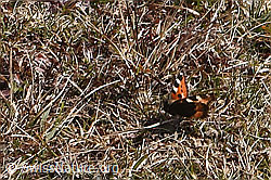 Kleiner Fuchs (Aglais urticae) (F290482)