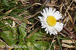 Gänseblümchen (Bellis perennis) (F290488)