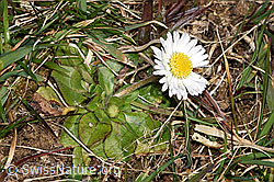 Gänseblümchen (Bellis perennis) (F290491)