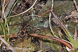 Rhyparochromus pini (Wanze) (07.03.2025, F290507)