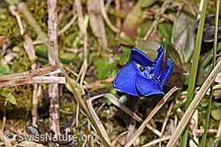 Frühlings-Enzian (Gentiana verna) (07.03.2025, F290519)