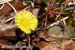Huflattich (Tussilago farfara) (07.03.2025, F290523)