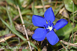 Frühlings-Enzian (Gentiana verna) (04.04.2025, F291268)