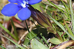 Gentiana verna (F291269)