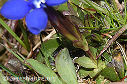 Gentiana verna (F291270)