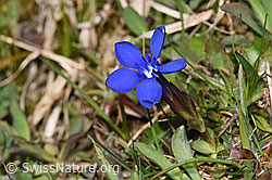 Frühlings-Enzian (Gentiana verna) (04.04.2025, F291271)