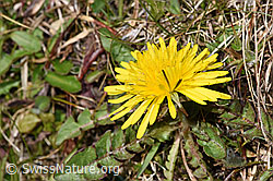 Gewöhnlicher Löwenzahn (Taraxacum officinale) (F291273)