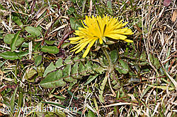 Gewöhnlicher Löwenzahn (Taraxacum officinale) (F291275)
