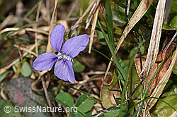 Hain-Veilchen (Viola riviniana) (04.04.2025, F291278)