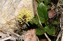 Frühlings-Segge (Carex caryophyllea) (F291280)
