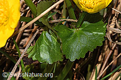 Sumpf-Dotterblume (Caltha palustris) (F291285)