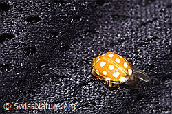 Sechzehnfleckiger Marienkäfer (Halyzia sedecimguttata) (F291306)