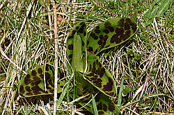 Männliches Knabenkraut (Orchis mascula) (F291311)