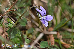 Hain-Veilchen (Viola riviniana) (F291317) Hain-Veilchen (Viola riviniana) (F291317)