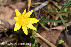 Scharbockskraut (Ranunculus ficaria) (F291327)
