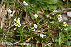 Frühlings-Hungerblümchen (Erophila verna) (F291332)