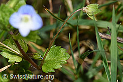 Persischer Ehrenpreis (Veronica persica) (F291342)