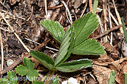 Erdbeer-Fingerkraut (Potentilla sterilis) (F291359)
