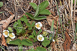 Erdbeer-Fingerkraut (Potentilla sterilis) (F291360)