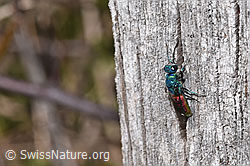 Chrysis terminata (Goldwespe) (F291371)