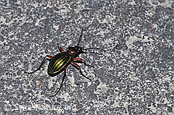 Goldglänzender Laufkäfer (Carabus auronitens) (04.04.2025, F291388)