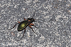 Goldglänzender Laufkäfer (Carabus auronitens) (F291389) Goldglänzender Laufkäfer (Carabus auronitens) (F291389)