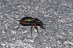 Goldglänzender Laufkäfer (Carabus auronitens) (F291391) Goldglänzender Laufkäfer (Carabus auronitens) (F291391)
