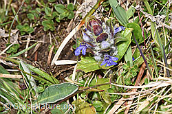 Kriechender Günsel (Ajuga reptans) (19.04.2025, F291907)
