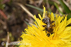 Gewöhnliche Dörnchensandbiene (Andrena humilis) auf Gewöhnlicher Löwenzahn (Taraxacum officinale) (F291921)