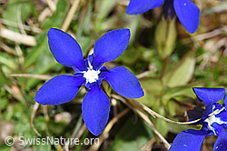 Gentiana verna (F291949)
