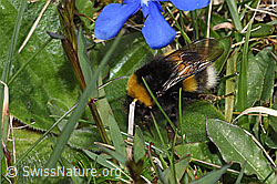 Dunkle Erdhummel (Bombus terrestris) (F291954) Dunkle Erdhummel (Bombus terrestris) (F291954)