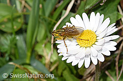 Gelbe Dungfliege (Scathophaga stercoraria) auf Gänseblümchen (Bellis perennis) (F291964)