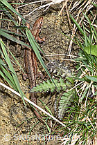 Waldeidechse (Zootoca vivipara) (19.04.2025, F291967)