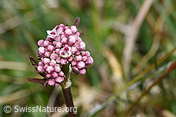 Sumpf-Baldrian (Valeriana dioica) (19.04.2025, F291971)