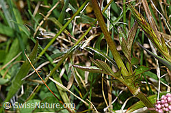 Sumpf-Baldrian (Valeriana dioica) (F291972)