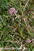 Sumpf-Baldrian (Valeriana dioica) (19.04.2025, F291974)