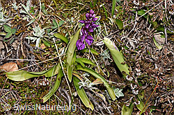 Orchis mascula (F291982)