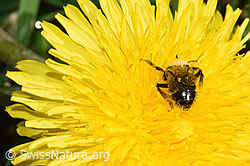 Gewöhnliche Dörnchensandbiene (Andrena humilis) auf Gewöhnlicher Löwenzahn (Taraxacum officinale) (F291985)