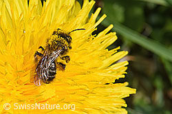 Gewöhnliche Dörnchensandbiene (Andrena humilis) auf Gewöhnlicher Löwenzahn (Taraxacum officinale) (F291986)