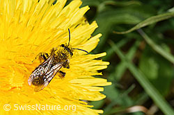 Gewöhnliche Dörnchensandbiene (Andrena humilis) auf Gewöhnlicher Löwenzahn (Taraxacum officinale) (F291988)