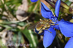 Gelbe Dungfliege (Scathophaga stercoraria)