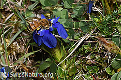 Frühlings-Enzian (Gentiana verna)